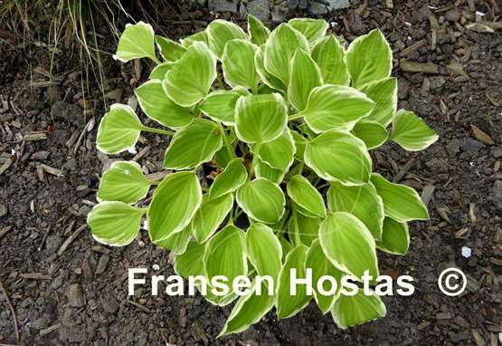 Hosta Platinum Tiara